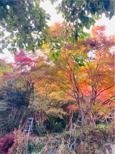 2022.11.3-北広島町　初日　紅葉