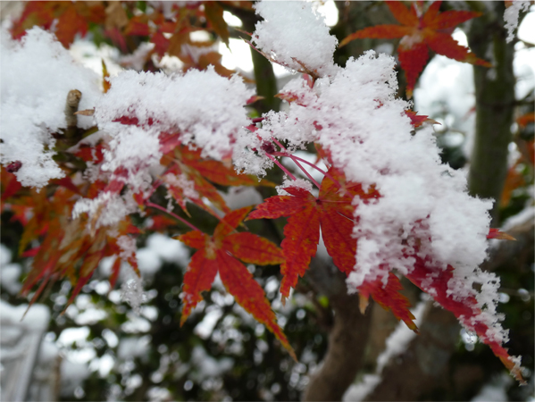 モミジ　雪化粧　安佐南区