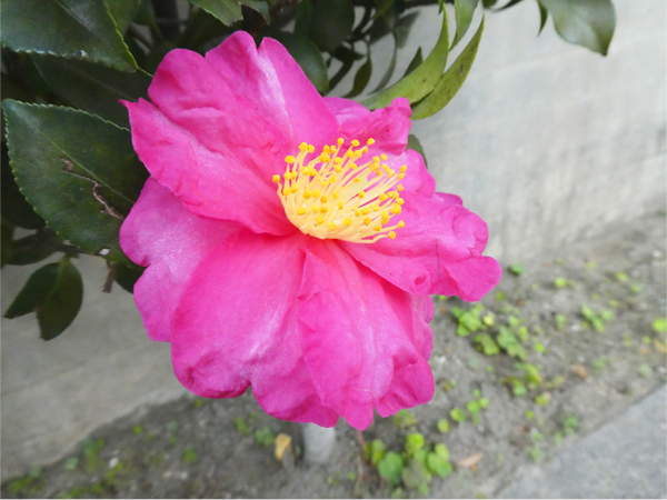 山茶花　広島市