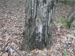 北広島町　樹木治療　ナラの木　ナラ枯れ