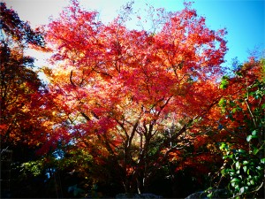 北広島町　紅葉　もみじ