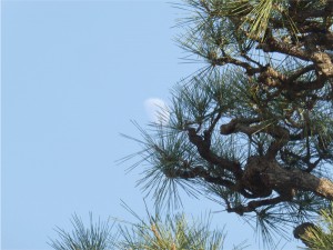 呉市　亀山神社　松　初詣