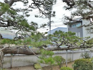 クロマツ　南観音　広島市　西区