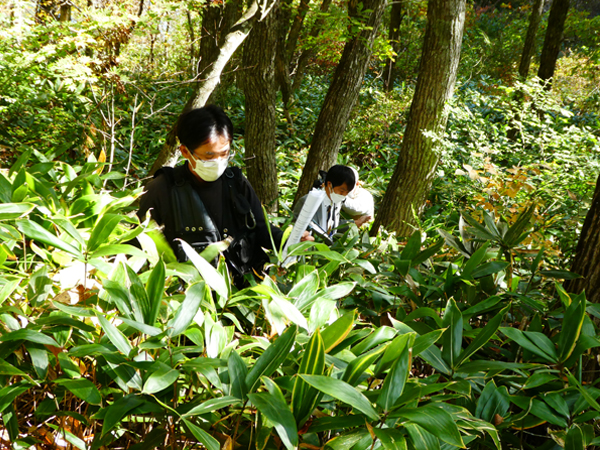 北広島町　芸北　樹木調査