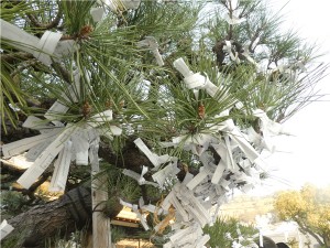 松　おみくじ　亀山神社