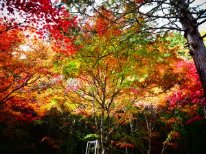 北広島町　もみじ　モミジ