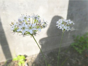 白ニンニク　東区　広島市　アリウム