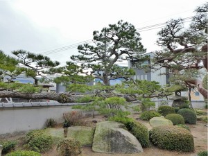 クロマツ　広島市　西区　南観音