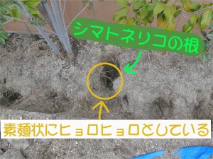 樹木治療　土壌改良　広島市西区