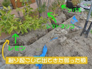 土壌改良　樹木治療　広島市西区