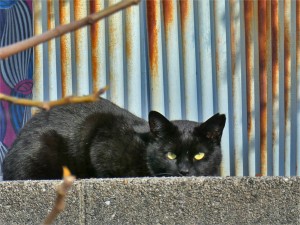 地域猫　黒猫　クロネコ　広島市西区