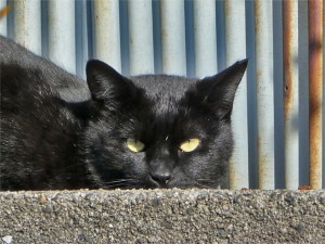 地域猫　黒猫　クロネコ　広島市西区