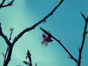 サクラ　桜　山県郡北広島町