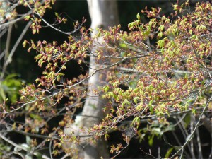 山県郡北広島町　紅葉　モミジ　新芽　花