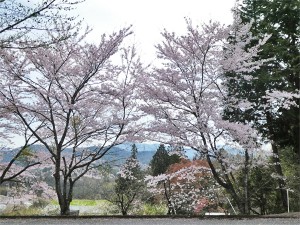 さくら　桜　桜吹雪　北広島町