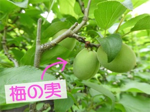 梅　実　ウメ　果樹　広島市西区　南観音