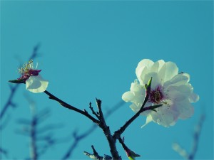 桜　サクラ　山県郡北広島町