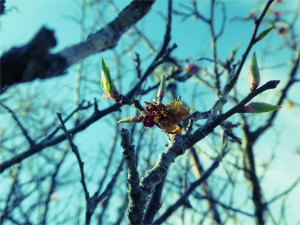 桜　サクラ　山県郡北広島町