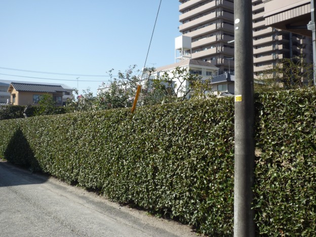 広島県で生垣の刈り込み剪定は塩田剪庭園