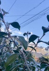 広島県で植木屋は塩田剪庭園