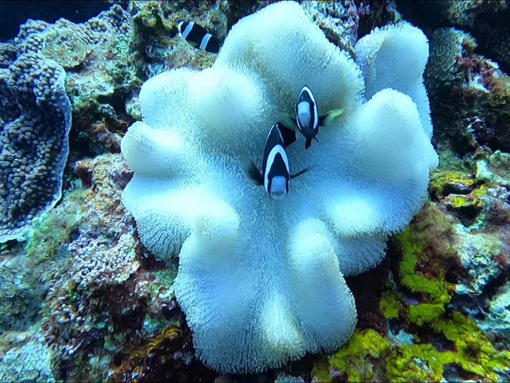 ミスジリュウキュウススメダイ