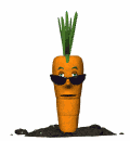 cool_carrot_md_wht