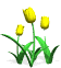 3yellow tulips