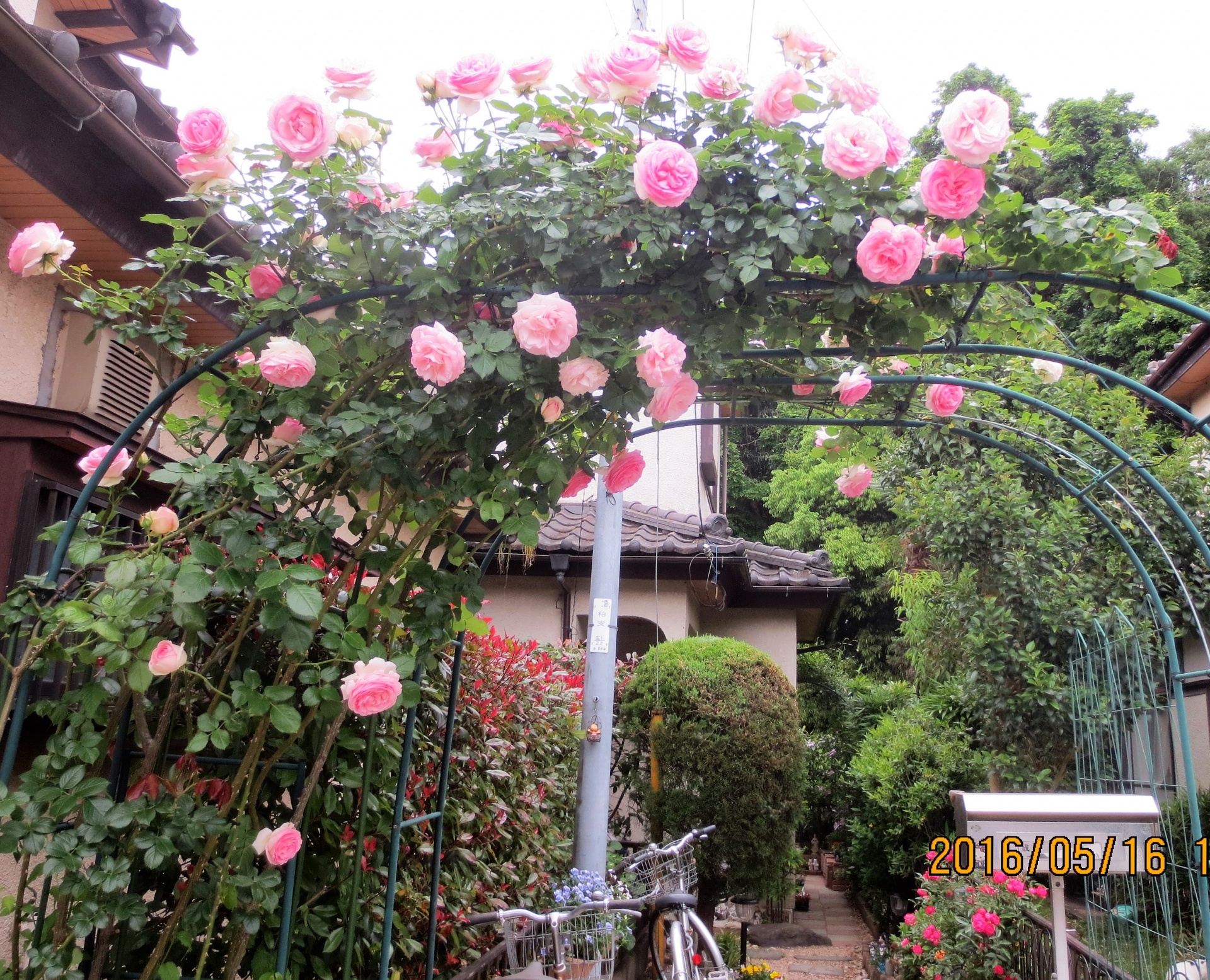 ローラ 他の薔薇達 我が家の周りの花達