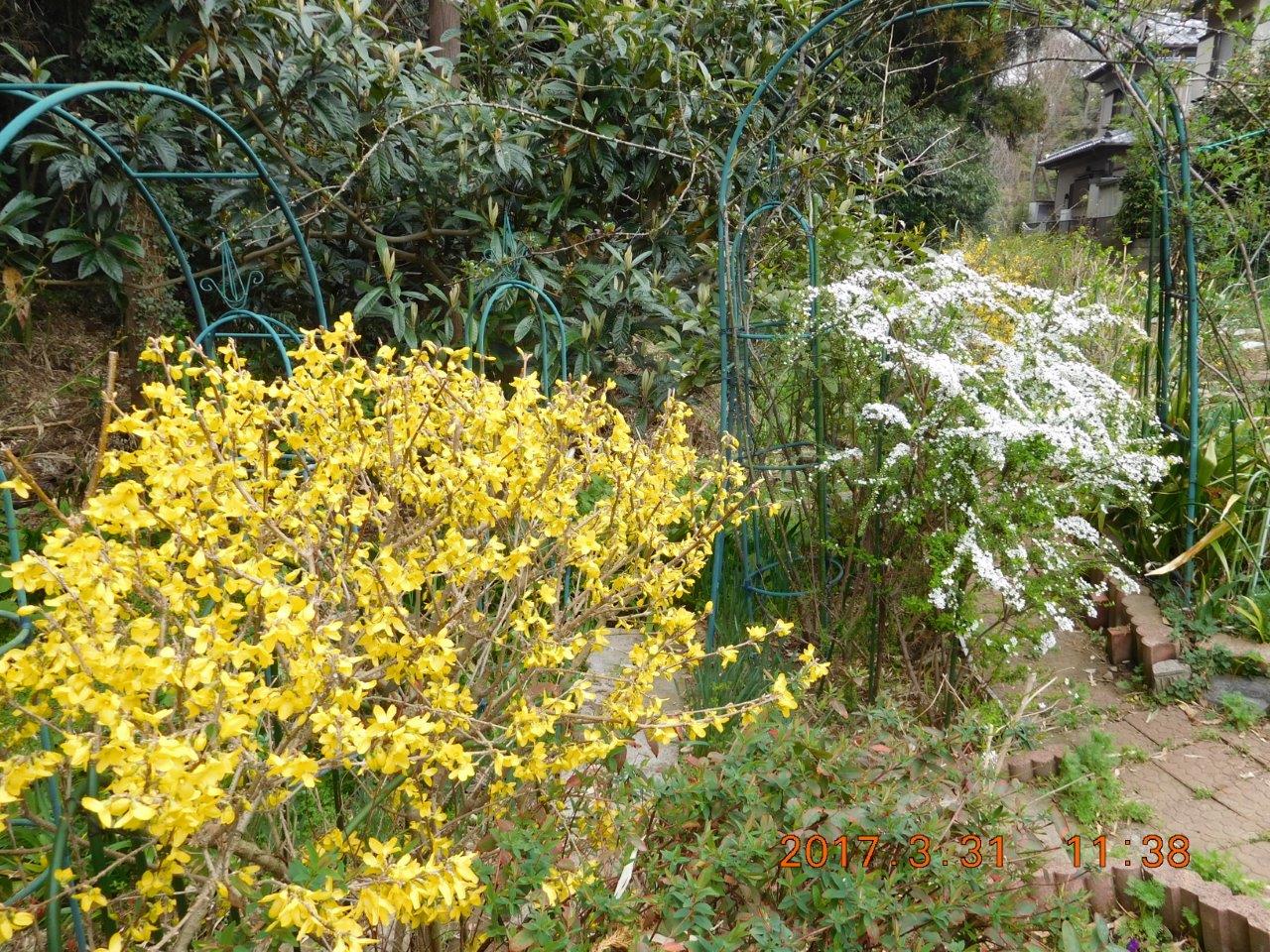 ユキヤナギ レンギョウ 我が家の周りの花達