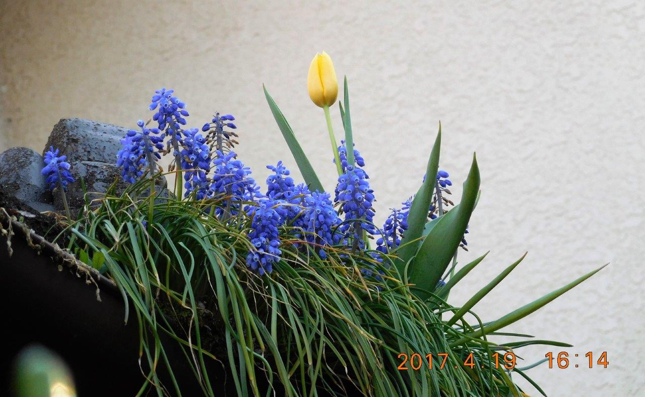 雨どいプランターのチューリップ パワフル キンギョソウ 我が家の周りの花達