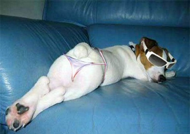 funny-dog-lying-and-wearing-underwear