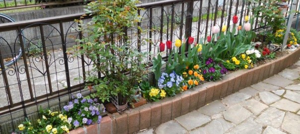 玄関側花壇のチューリップ ビオラ 我が家の周りの花達