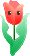 bd_tulip2