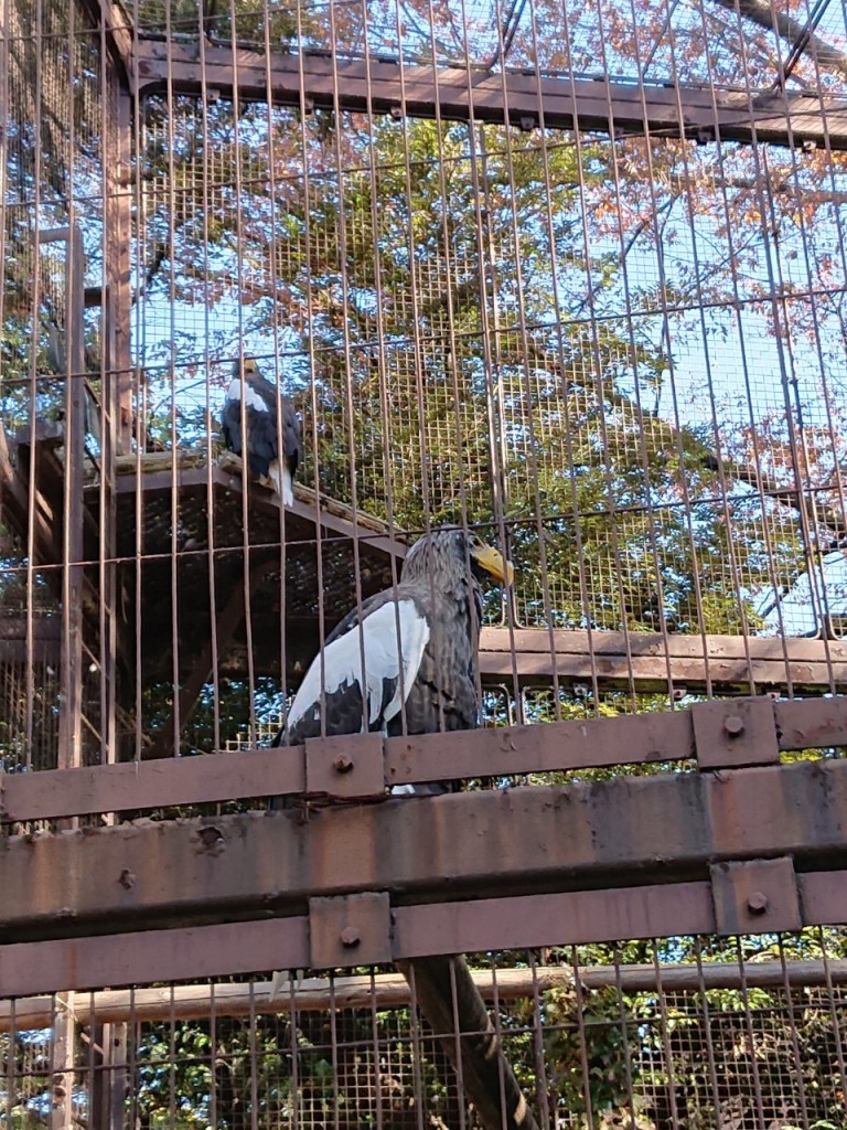 20191120上野動物園_191121_0046