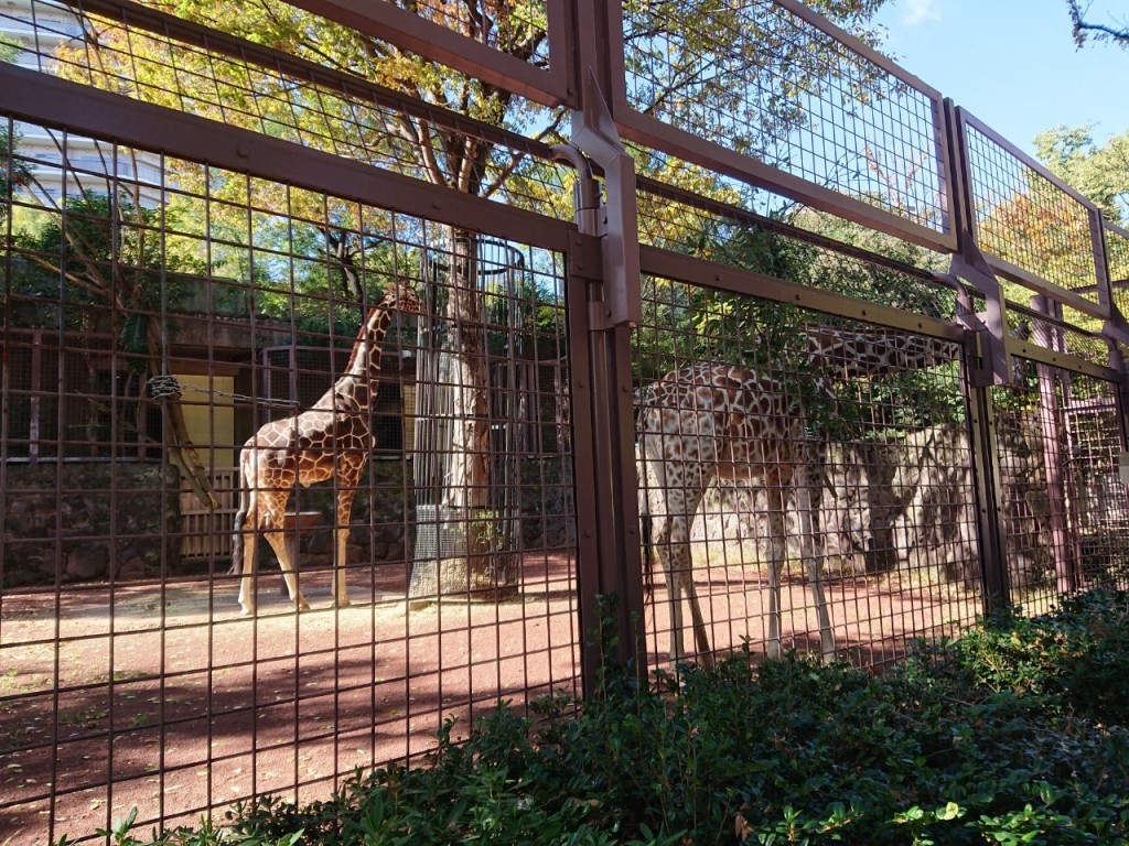 20191120上野動物園_191121_0019