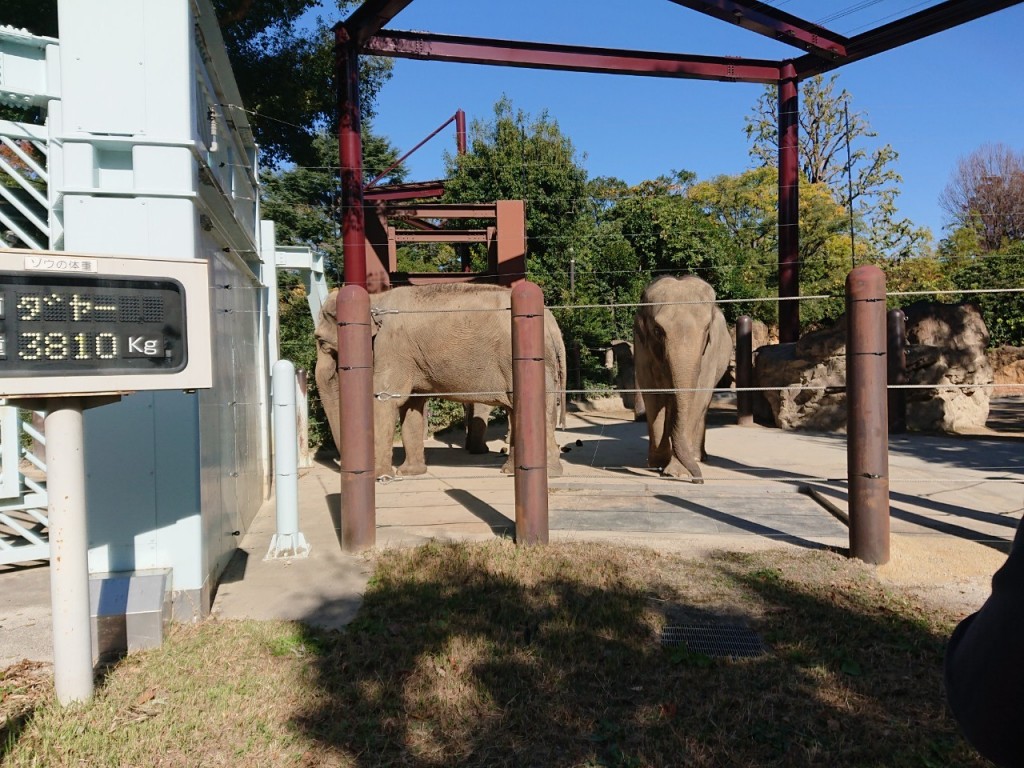 20191120上野動物園_191121_0027