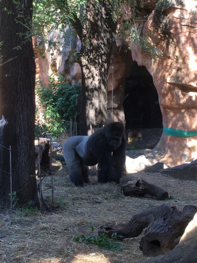 20191120上野動物園_191122_0085