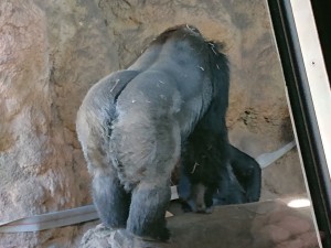 20191120上野動物園_191121_0032