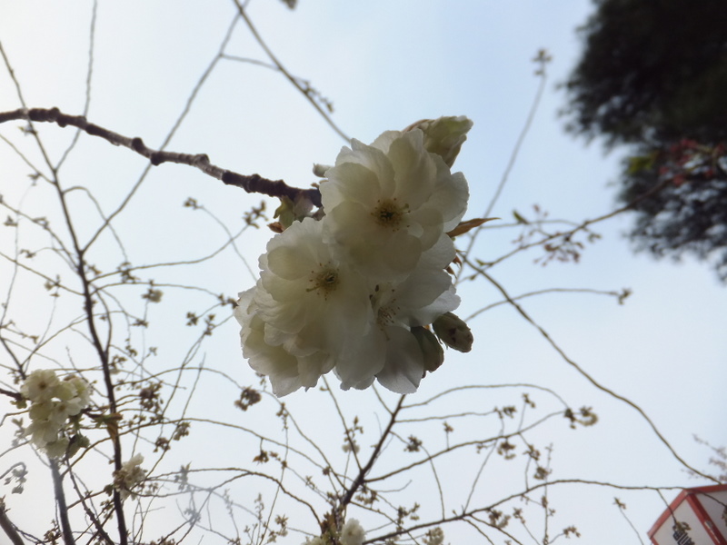 丸岡城に咲く白い桜