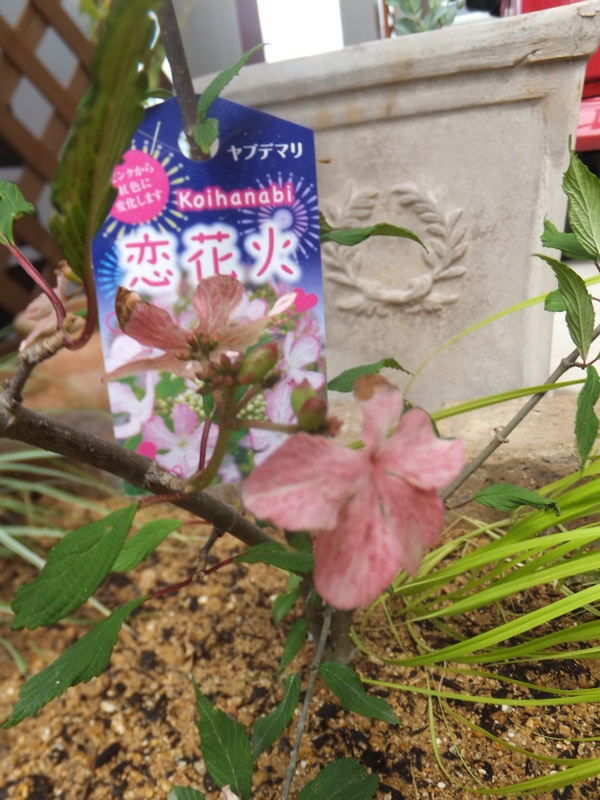 ヤブテマリ　恋花火