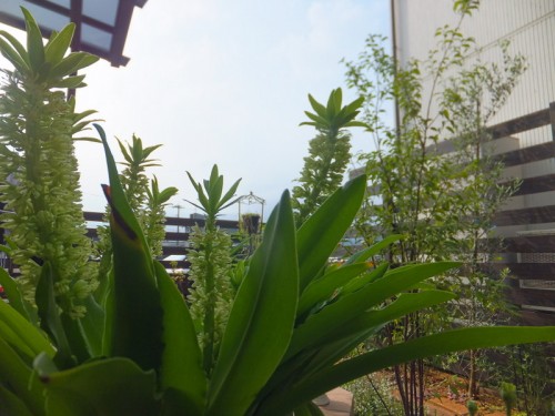 パイナップルリリー/ ハイノキ