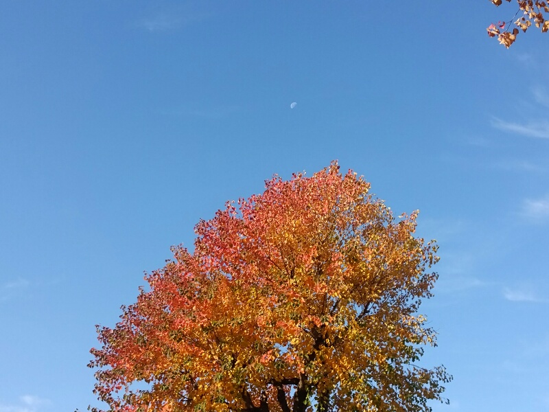 有明の月とナンキンハゼの紅葉