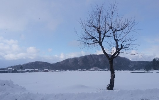 福井の雪景色