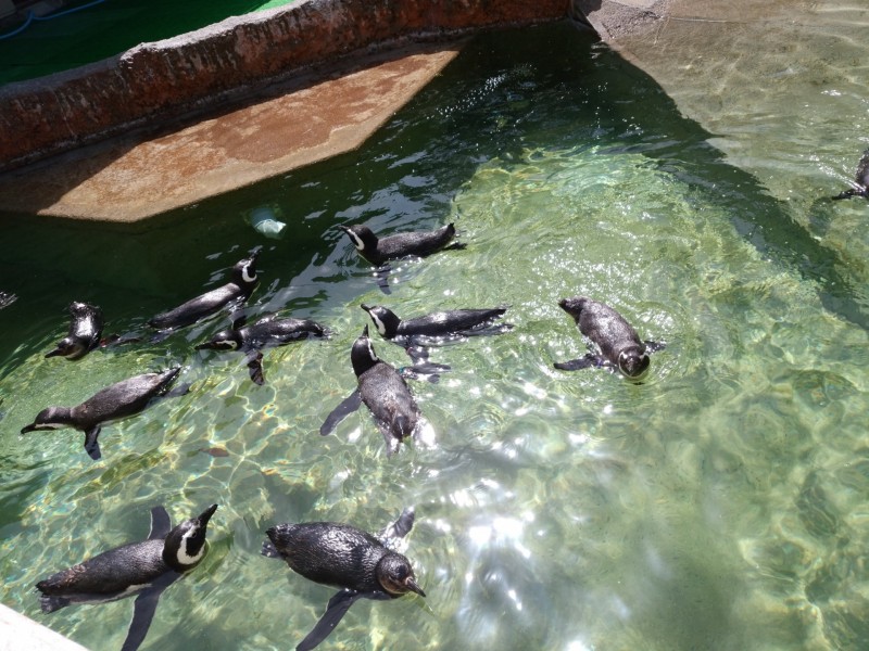 石川動物園 ペンギン