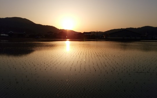 田植えの済んだ田んほに映る夕陽