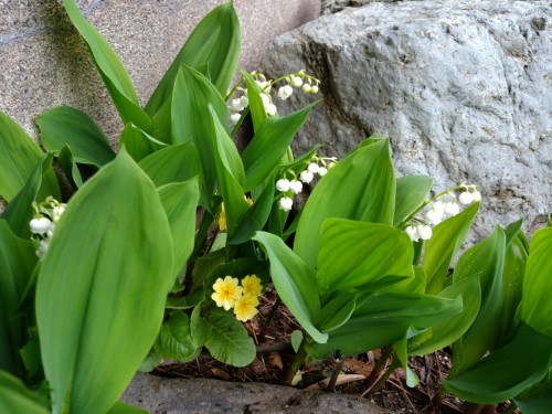 弊社の花壇に咲くすずらん