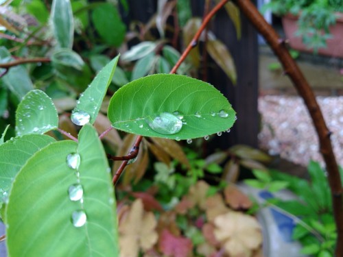 ジュンベリーの葉に雨粒