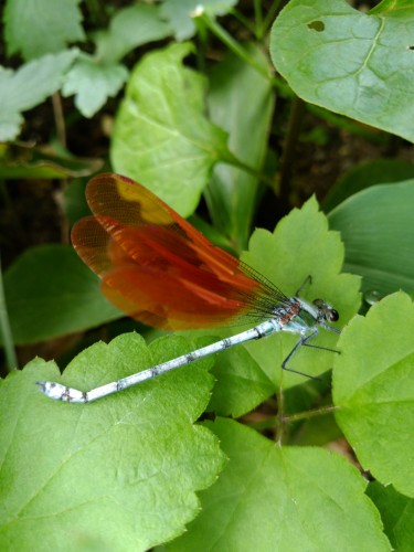 橙色翅・赤縁紋型のニホンカワトンボ♂（雄）