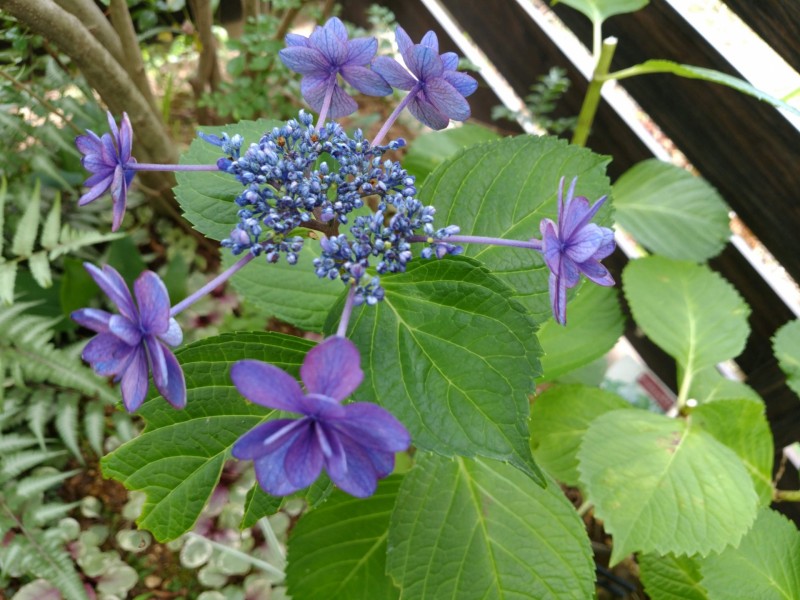 紫陽花・ハイドランジア