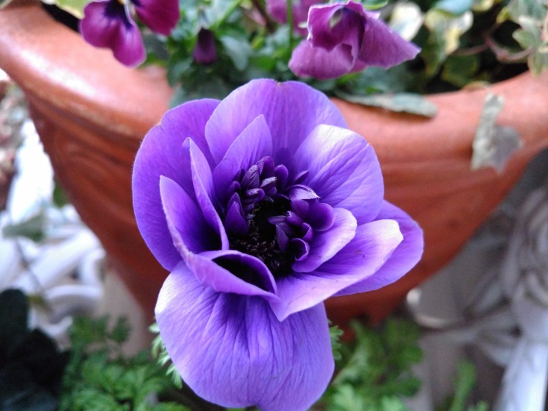 迷わず青紫色の花 アネモネ ポルト 花が好き空が好き